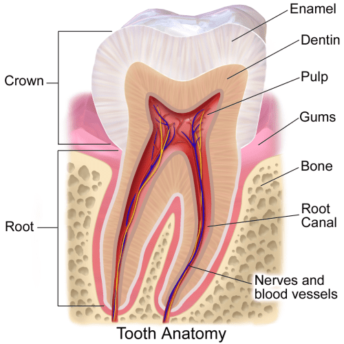 tooth structure illustration