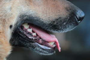 Lawrenceville Dog Bite Accident Attorney 