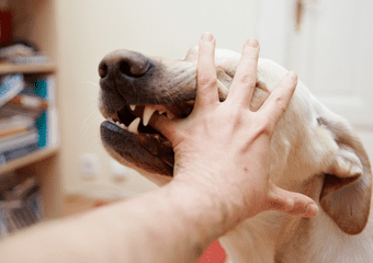 Dog bite injury lawyer Decatur